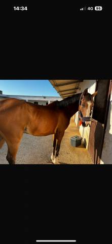 VENDO PONY BUONISSIMO PER I BAMBINI