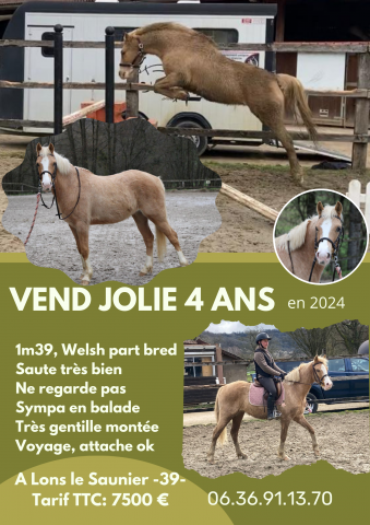 Cavalla Welsh Part Bred In vendita 2021 Palomino