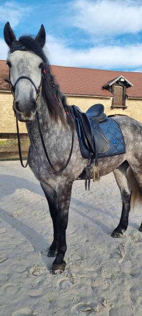 Sella da dressage Zaldi  17.5" - 2011