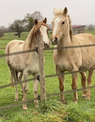 Puledro PFS Pony Francese da Sella In vendita 2023 Pezzato ,  Kou de Coeur de Corbion (AES)