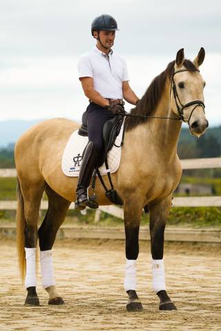 Castrone KWPN Cavallo da Sport Neerlandese In vendita 2020 Isabella ,  Kjento