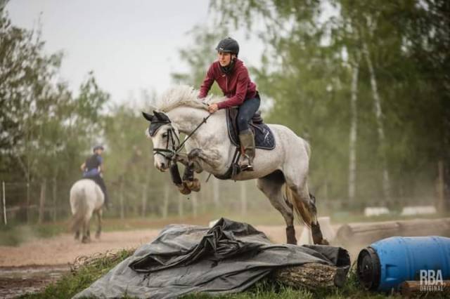 Castrone sBs Cavallo da Sport Belgio In vendita 2015 Grigio ,  Coeur de cachas