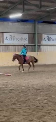 Vendo pony castrone 8 anni
