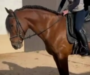 Castrone PRE Andaluso In vendita 2019 Baio