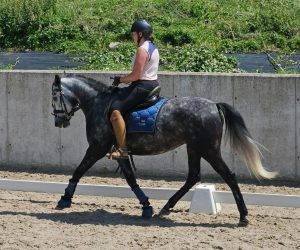 Cavalla CDE Caballo Deporte Espanol In vendita 2019 Grigio