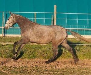 Cavalla Lusitano In vendita 2021 Grigio
