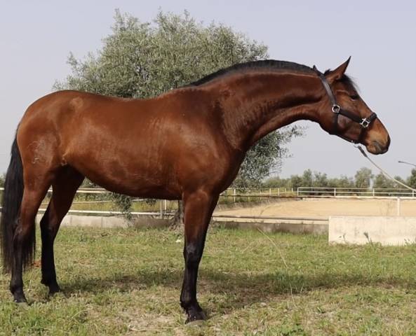 Cavalla PRE Andaluso In vendita 2021 Baio