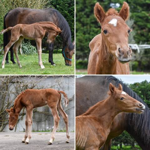 Fattrice Lusitano In vendita 2015 Baio ,  Orador QL