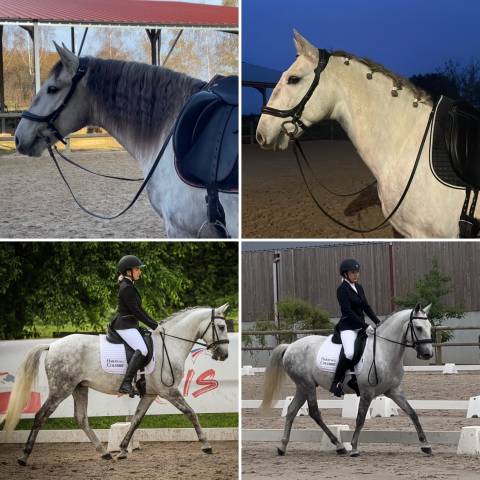 Castrone Lusitano Da affidare 2018 Grigio ,  Conhaque do Elar
