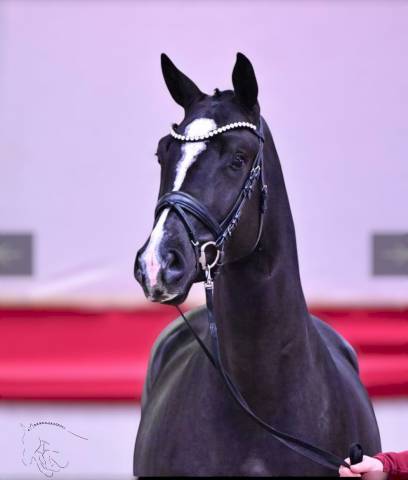 Castrone KWPN Cavallo da Sport Neerlandese In vendita 2021 Nero ,  VDL LIAMANT W