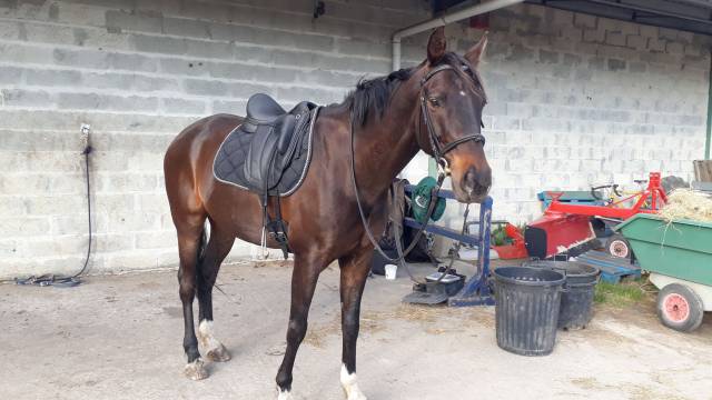 Sella da dressage Vincent Gaffet  17" - 2016