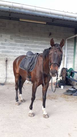 Sella da dressage Vincent Gaffet  17" - 2016