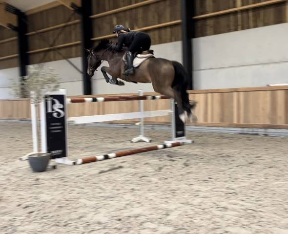 Castrone sBs Cavallo da Sport Belgio In vendita 2019 Baio ,  Pégase van’t Ruytershof