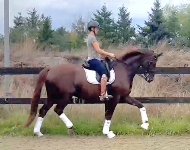 Cavallo da Dressage 