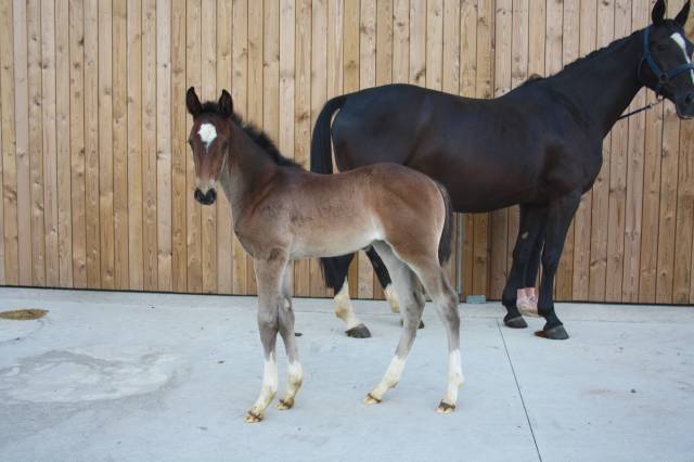 Cavalla sBs Cavallo da Sport Belgio In vendita 2024 Baio scuro ,  Dourkhan Hero Z