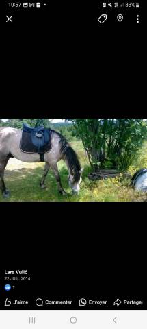 Sella mista Henri de Rivel Regular 17" - 2015