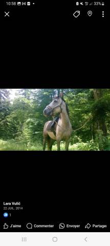 Sella mista Henri de Rivel Regular 17" - 2015