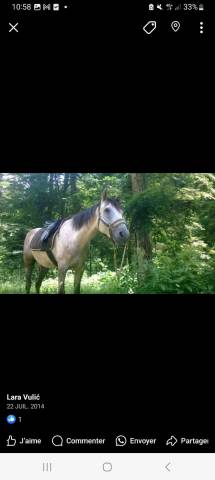 Sella mista Henri de Rivel Regular 17" - 2015