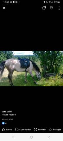 Sella mista Henri de Rivel Regular 17" - 2015