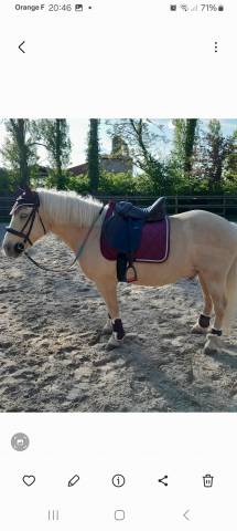 Sella mista Zaldi Belfort  17.5" - 2022