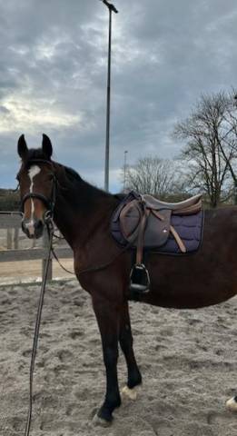 Sella da salto ostacoli Hoffsteiner  17.5" - 2015