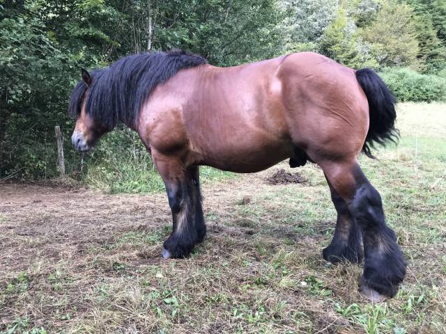 Intero Ardennais In vendita 2019 Baio ,  Bayard du Rye Boys ,  ard