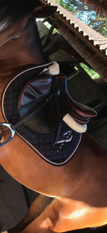 Sella da salto ostacoli Antarès obstacle 17" - 2006