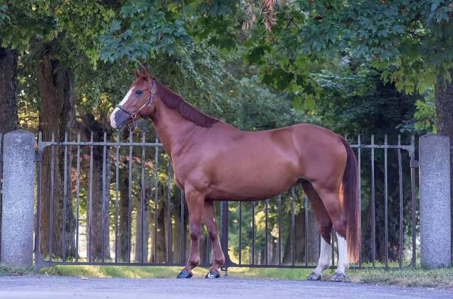Cavalla Welsh Part Bred Mezza-Pensione 2016 Sauro