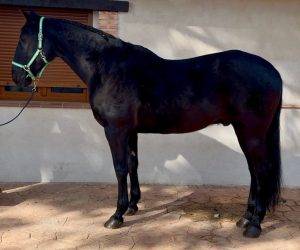 Castrone Altre Razze di Cavalli In vendita 2009 Nero