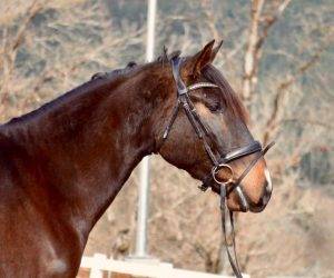 Castrone CDE Caballo Deporte Espanol In vendita 2020 Baio