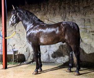 Intero PRE Andaluso In vendita 2018 Grigio