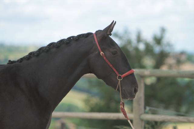 Fattrice PRE Andaluso In vendita 2019 Nero ,  TENORIO DE VERLIN