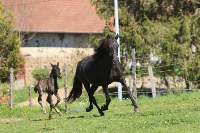 Fattrice PRE Andaluso In vendita 2019 Nero ,  TENORIO DE VERLIN