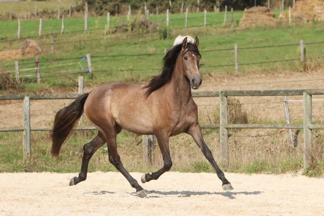 Cavalla PRE Andaluso In vendita 2022 Grigio ,  GUAPO DE LA COMBE