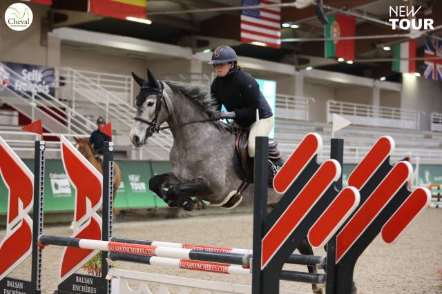 Castrone Altre Razze di Pony In vendita 2020 Grigio