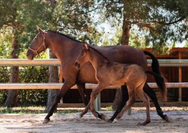 Puledra Lusitano In vendita 2024 Nero ,  Bemperfumado