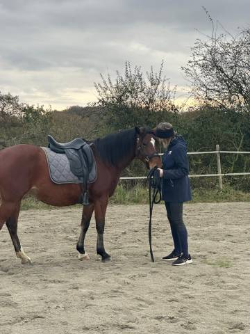 Sella da dressage Antarès  17.5" - 2016