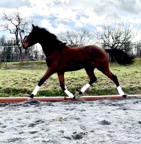Castrone sBs Cavallo da Sport Belgio In vendita 2023 Baio
