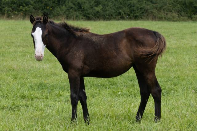 Puledra Paint Horse In vendita 2024 Nero
