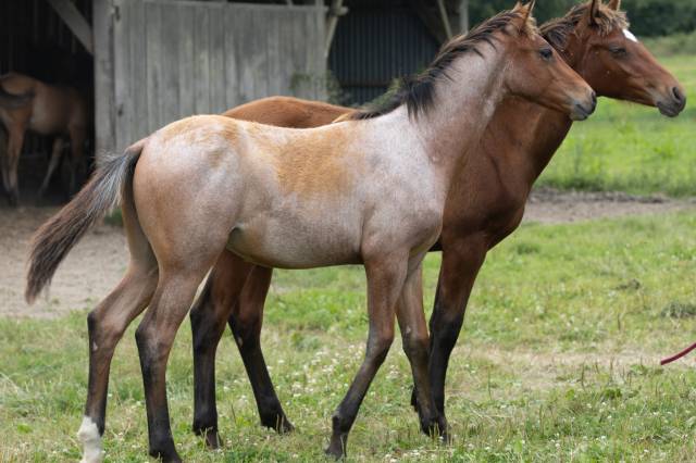 Puledro Quarter Horse In vendita 2024 Roano