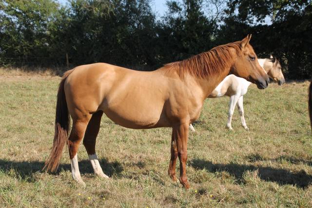 Fattrice Paint Horse In vendita 2006 Dun