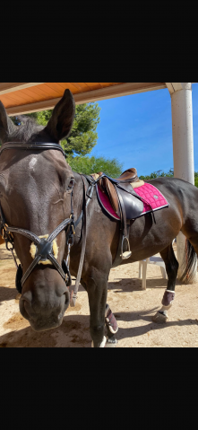 Sella da salto ostacoli Zaldi  17.5" - 2021