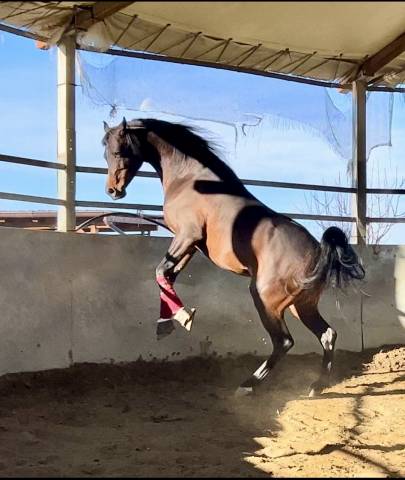 Purosangue Arabo Stallone 