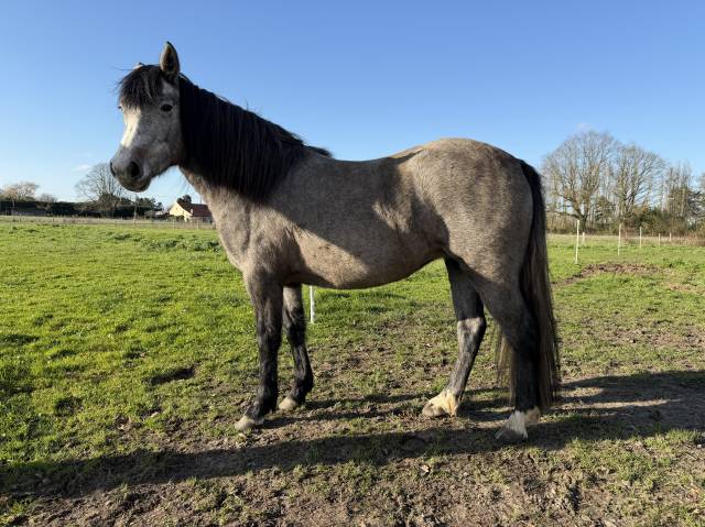 Puledra New Forest In vendita 2023 Baio ,  KENZO (NDL)