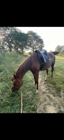 Sella mista KENT & MASTERS Haut Garrot 17" - 2020