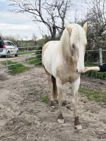 Intero Palomino (Race) In vendita 2020 Palomino