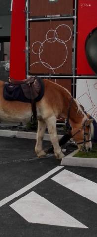 Sella da salto ostacoli Forestier  17.5" - 2008