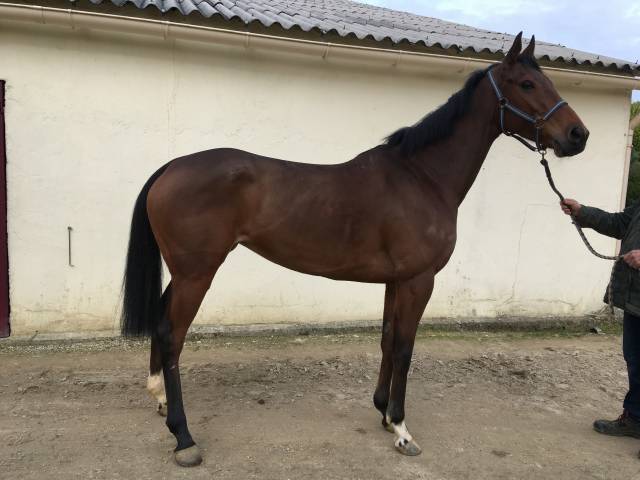 Cavalla Purosangue In vendita 2018 Baio ,  INTELLO