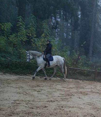 Sella da dressage Zaldi  17.5" - 2018