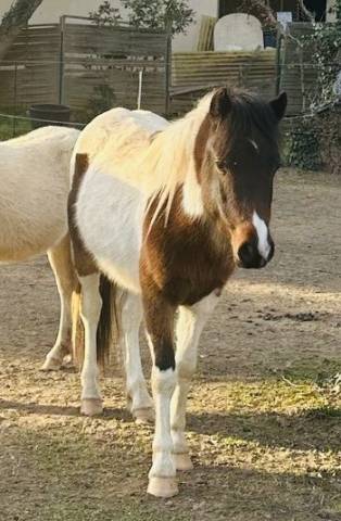 Intero Welsh Poney (Sezione B) In vendita 2023 Pezzato ,  Itak de l’oureal